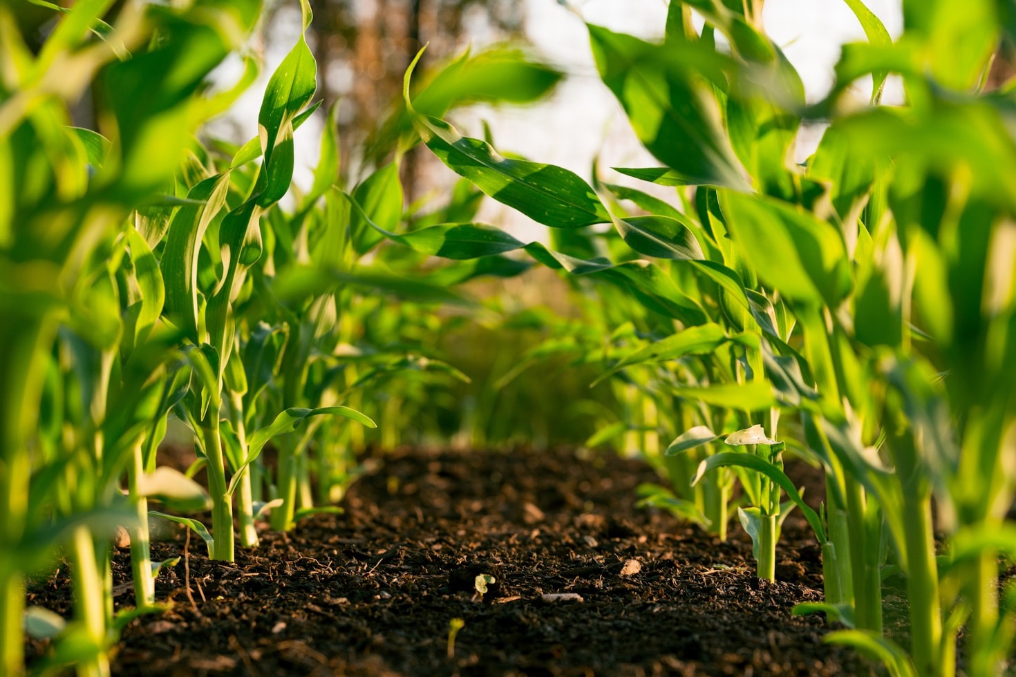 Five Simple Ways To Start Growing Food