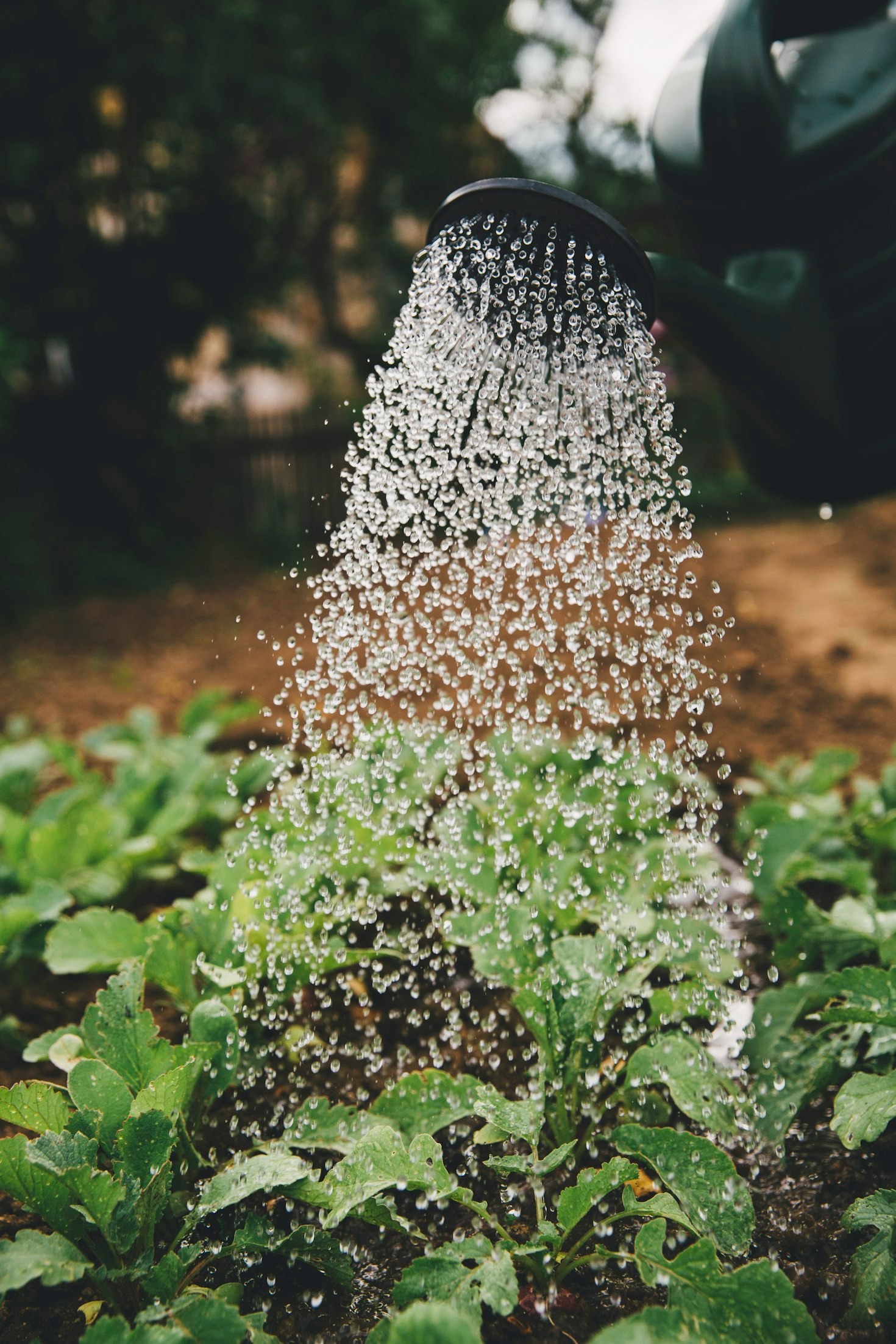 Transforming Barren Soil Into A Productive Garden