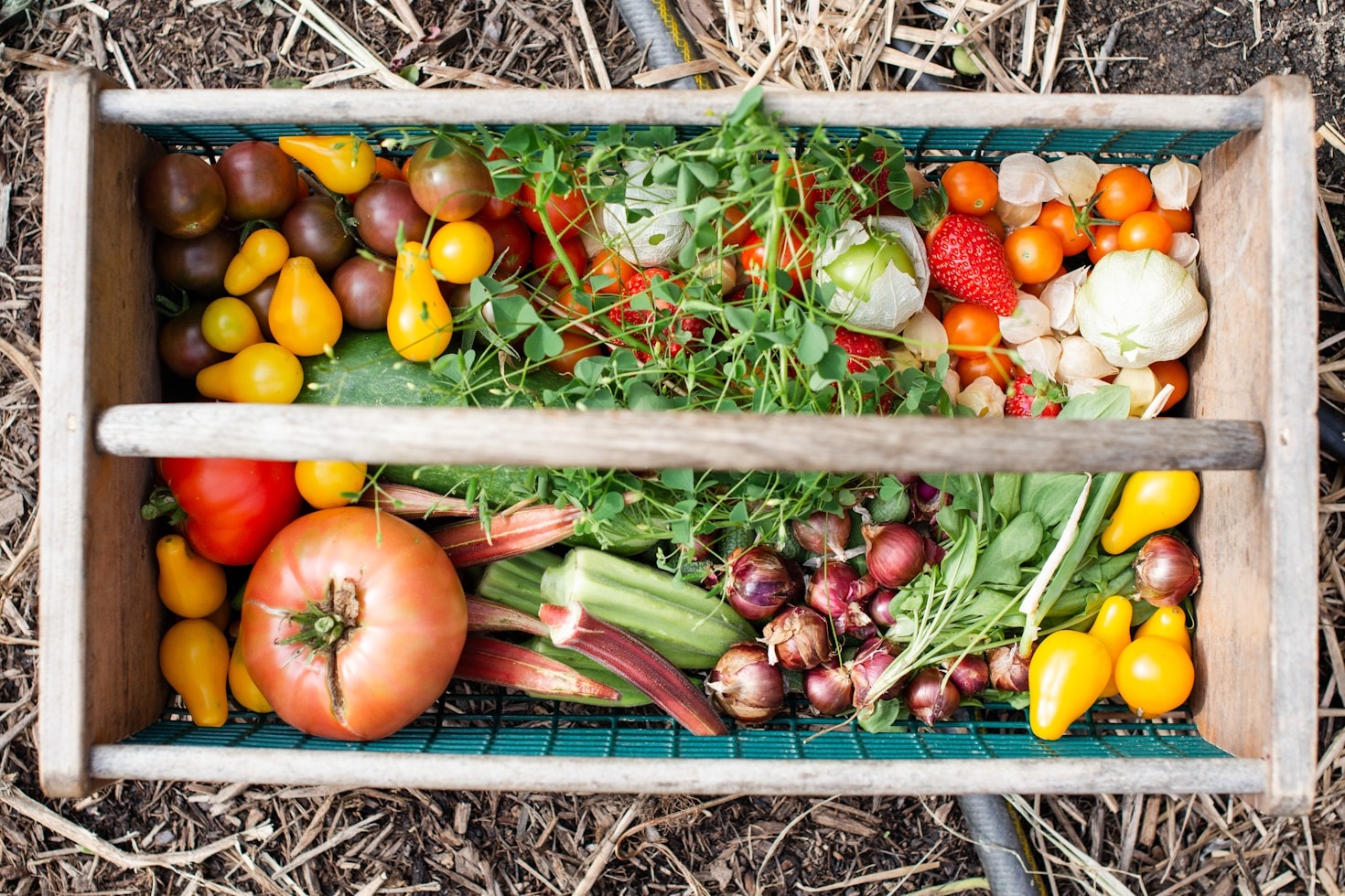 Building Resilience Through Practical Homesteading Skills